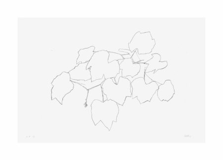 Grape Leaves I, from Leaves-1974 Grape Leaves I, from Leaves-1974