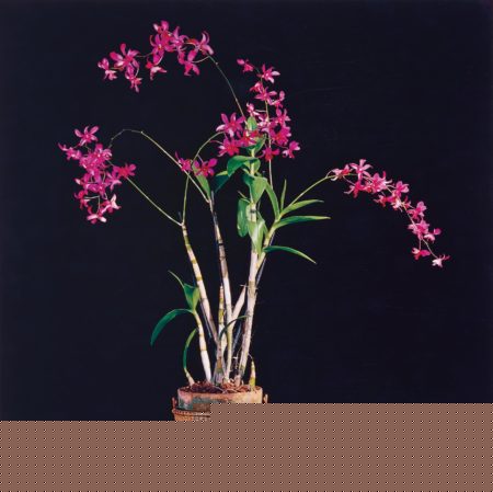 Orchids-1989 Orchids-1989
