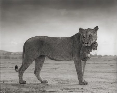 Lioness With Cub In Mouth' Amboseli-2012 Lioness With Cub In Mouth' Amboseli-2012
