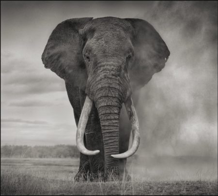 Elephant In Dust' Amboseli-2011 Elephant In Dust' Amboseli-2011