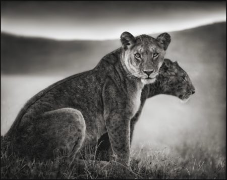 Sitting Lionesses' Serengeti-2002 Sitting Lionesses' Serengeti-2002