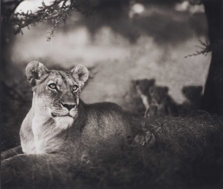 Lioness with Cubs Under Tree-2004 Lioness with Cubs Under Tree-2004