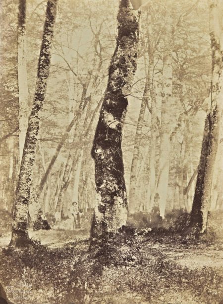 En foret de Fontainebleau-1874 En foret de Fontainebleau-1874