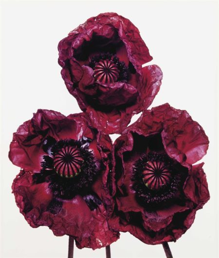 Three Poppies, Arab Chief, New York-1969 Three Poppies, Arab Chief, New York-1969