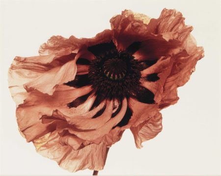 Poppy, Showgirl, New York-1968 Poppy, Showgirl, New York-1968