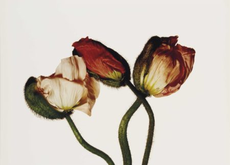 Iceland Poppy / Papaver nudicaule (E), New York-2006 Iceland Poppy / Papaver nudicaule (E), New York-2006