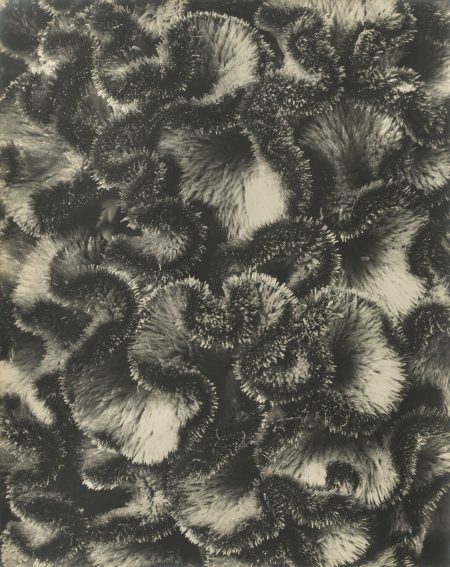 Celosia Cristata Hahnenkamm Vers-1920 Celosia Cristata Hahnenkamm Vers-1920