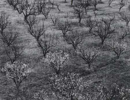 Orchard Portola Valley Californie-1940 Orchard Portola Valley Californie-1940
