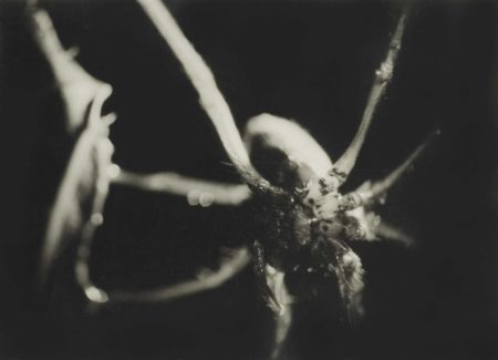 Araignee-1929 Araignee-1929