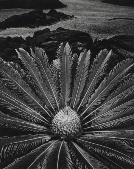Cycas Revoluta, Hilo Hawaii-1977 Cycas Revoluta, Hilo Hawaii-1977