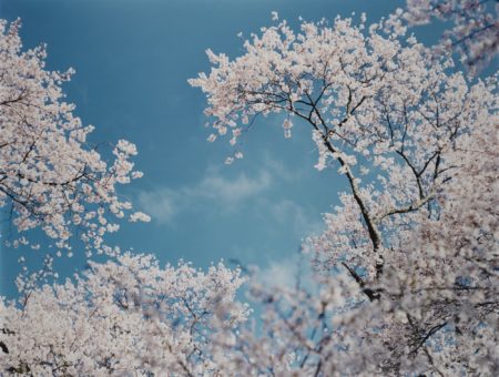 Sakura N-4, 2002-2006 Sakura N-4, 2002-2006