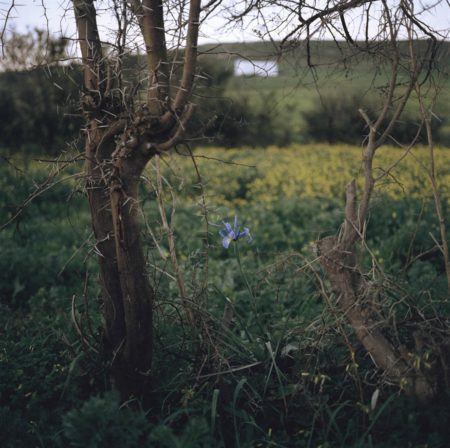 Iris et Ronces (Iris Tingitana)-2007 Iris et Ronces (Iris Tingitana)-2007
