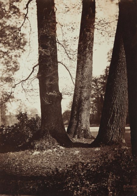 Troncs d'Arbres, Fontainebleau-1855 Troncs d'Arbres, Fontainebleau-1855