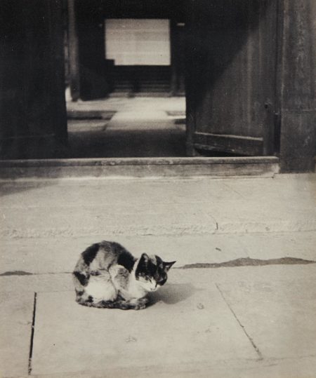 Cat-1930 Cat-1930