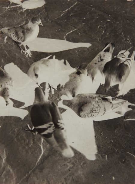 Untitled (pigeons)-1930 Untitled (pigeons)-1930