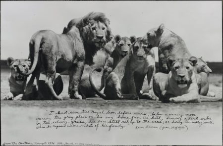 Lion Pride from The End of the Game-1976 Lion Pride from The End of the Game-1976