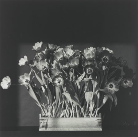Tulips-1983 Tulips-1983