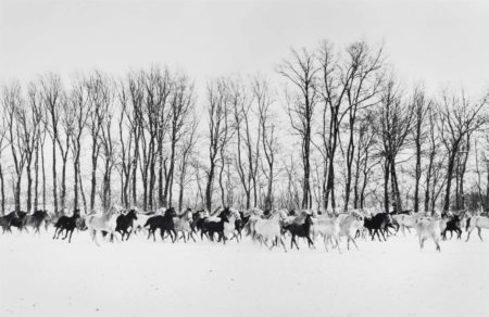 Stud Farm To The South Of Budapest, Hungary-1964 Stud Farm To The South Of Budapest, Hungary-1964