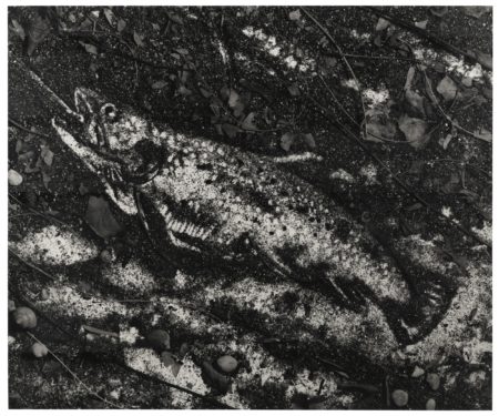 The Trout (After Courbet)-1998 The Trout (After Courbet)-1998