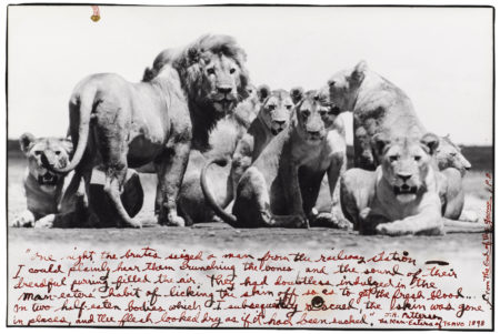 Lion Pride, From The End Of The Game-1976 Lion Pride, From The End Of The Game-1976