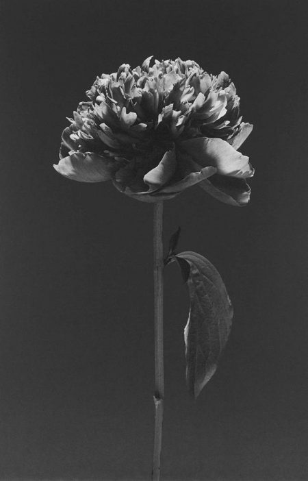 Flower, 1984-1984 Flower, 1984-1984