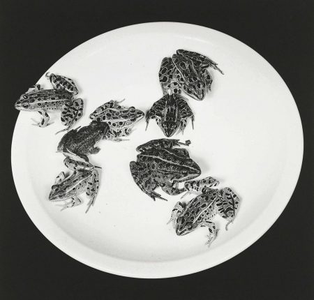 Frogs, 1984-1984 Frogs, 1984-1984