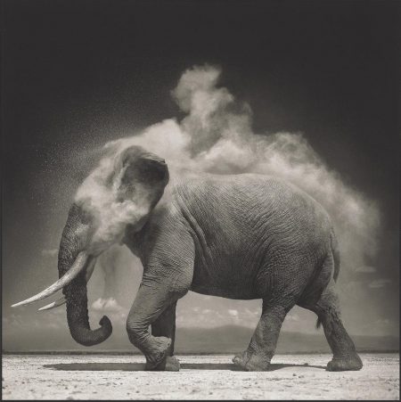 Elephant With Exploding Dust, Amboseli, 2004-2004 Elephant With Exploding Dust, Amboseli, 2004-2004