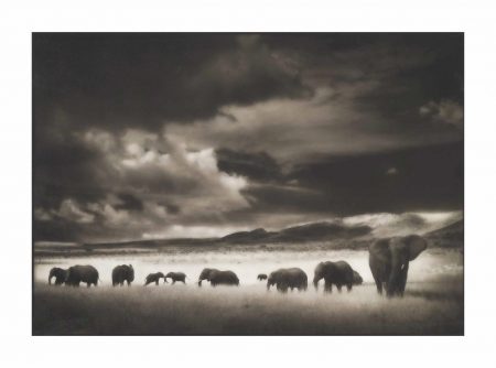 Elephant Herd, Serengeti, 2001-2001 Elephant Herd, Serengeti, 2001-2001