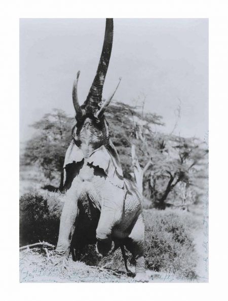 Elephant Reaching For The Last Branch On A Tree, Kenya, 1965-1965 Elephant Reaching For The Last Branch On A Tree, Kenya, 1965-1965