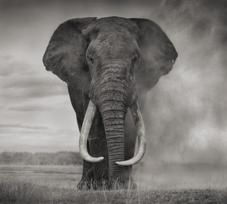 Portrait Of Elephant In Dust, Amboseli, 2011-2011 Portrait Of Elephant In Dust, Amboseli, 2011-2011