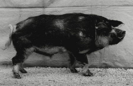 Cochon Laineux, 1997-1997 Cochon Laineux, 1997-1997