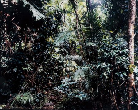 Paradise 6, Daintree/Australien-1998 Paradise 6, Daintree/Australien-1998