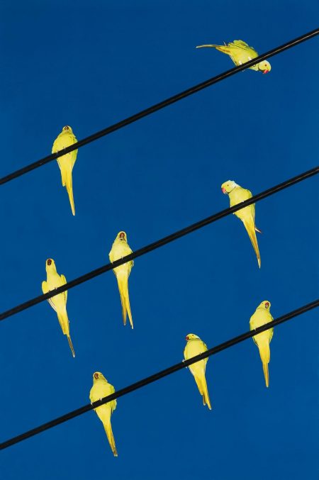 Tokyo Parrots 023-2013 Tokyo Parrots 023-2013