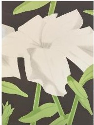 White Petunia-1969 White Petunia-1969