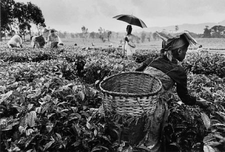 Workers, Tea Plantation, Rwanda-1991 Workers, Tea Plantation, Rwanda-1991