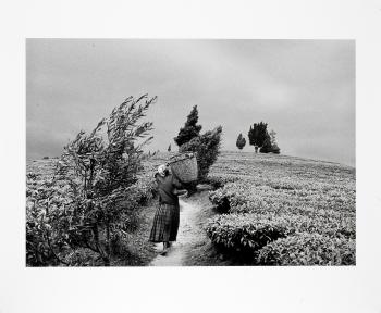 In the Hills of Moko at the Gisovo Tea Plantation, Rwanda-1991 In the Hills of Moko at the Gisovo Tea Plantation, Rwanda-1991