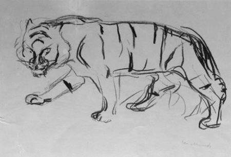 Gaende Tiger / Tiger Walking / Schreitender Tiger-1909 Gaende Tiger / Tiger Walking / Schreitender Tiger-1909