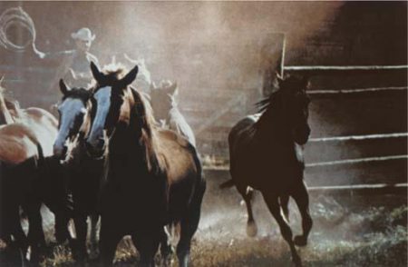 Cowboy-1984 Cowboy-1984