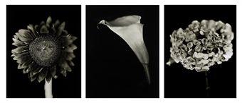 Flowers - Calla Lily, Hydrangea and Sunflower-2007 Flowers - Calla Lily, Hydrangea and Sunflower-2007