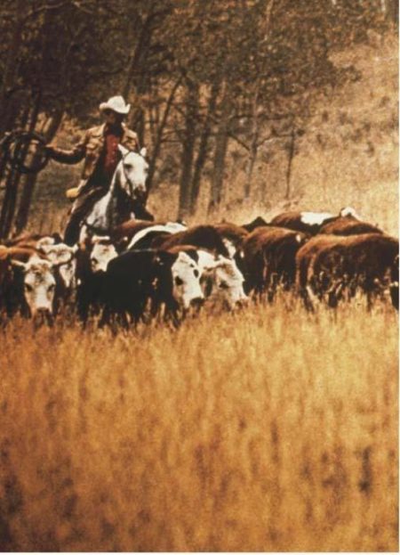 Cowboys-1984 Cowboys-1984