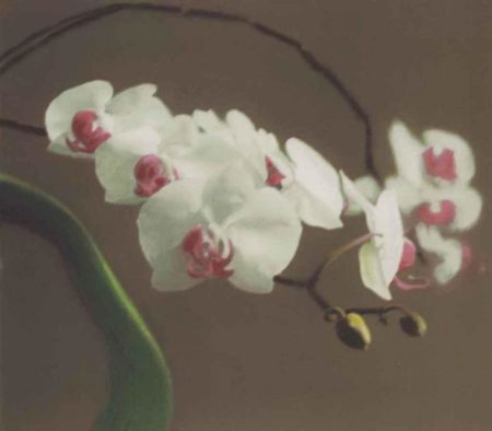 Orchidee I (Orchid I)-1998 Orchidee I (Orchid I)-1998