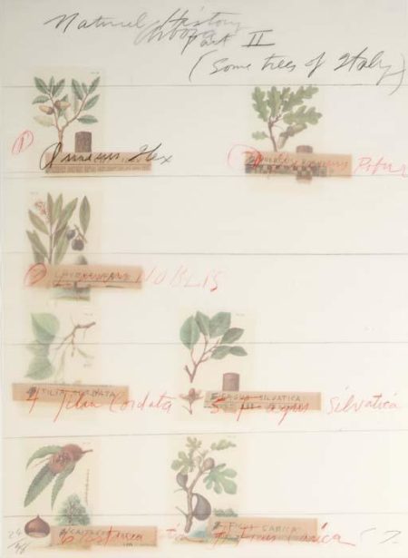 Natural History part II some Trees of Italy-1976 Natural History part II some Trees of Italy-1976