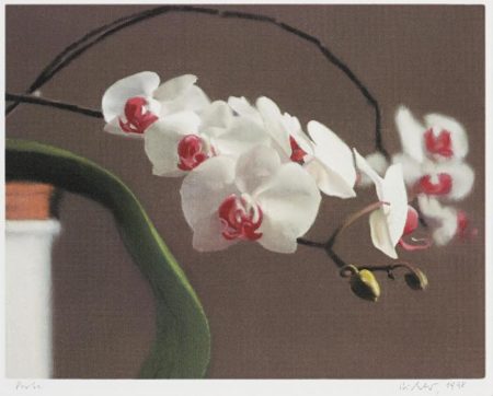 Orchidee II (Orchid II)-1998 Orchidee II (Orchid II)-1998