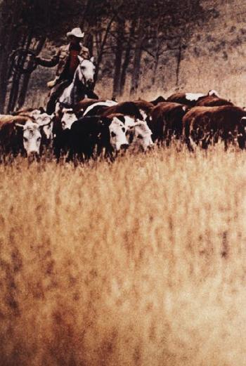 Cowboy-1992 Cowboy-1992