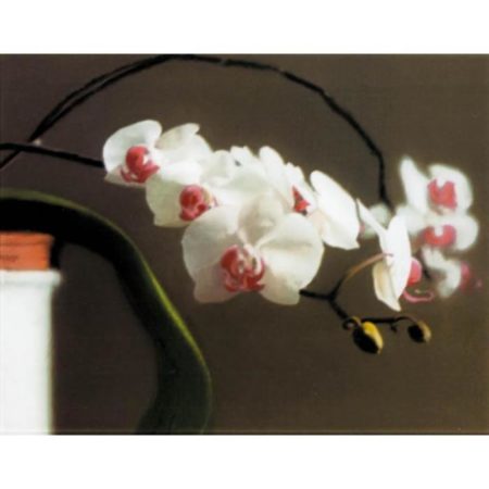 Orchidee I (Orchid I)-1998 Orchidee I (Orchid I)-1998