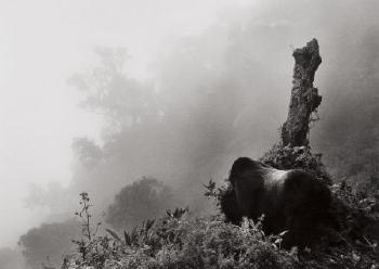 Ubumbwe in Mist over the Forest of the Bisoke Volcano, Rwanda-2004 Ubumbwe in Mist over the Forest of the Bisoke Volcano, Rwanda-2004