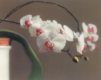 Orchidee II (Orchid II)-1998 Orchidee II (Orchid II)-1998