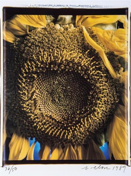 Sunflower-1989 Sunflower-1989