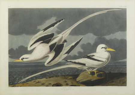 After John James Audubon - Tropic Bird (Pl. CCLXII)-1835 After John James Audubon - Tropic Bird (Pl. CCLXII)-1835