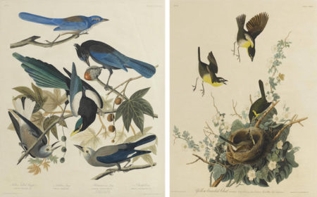 After John James Audubon - Yellow-breasted Chat (Pl. CXXXVII); Yellow-billed Magpie Stellers Jay Ultramarine Jay and Clark's Crow (Pl. CCCLXII)- After John James Audubon - Yellow-breasted Chat (Pl. CXXXVII); Yellow-billed Magpie Stellers Jay Ultramarine Jay and Clark's Crow (Pl. CCCLXII)-